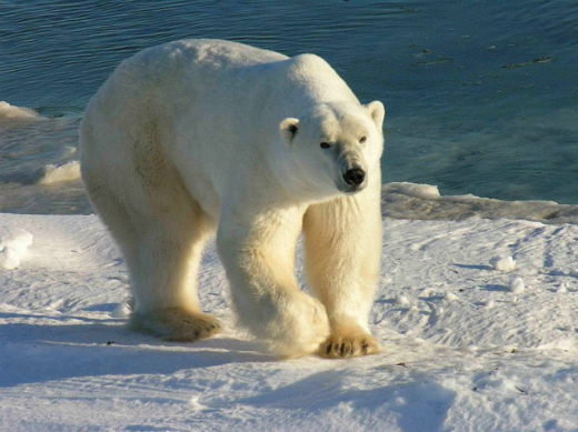 ▲북극을대표하는동물인북극곰(사진=위키피디아)