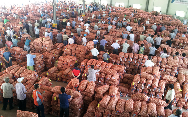 ▲마늘재고부족과난지형마늘생산량감소로가격이상승하고있다.농협공판장에서마늘을수매하고있다.