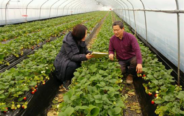 충남논산에서친환경인증심사를위한유기농딸기재배과정을확인하고있다.