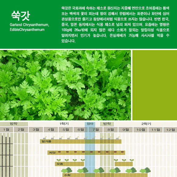 [카드뉴스] 향긋한 쑥갓으로 힐링과 건강을... 텃밭 쑥갓 재배법