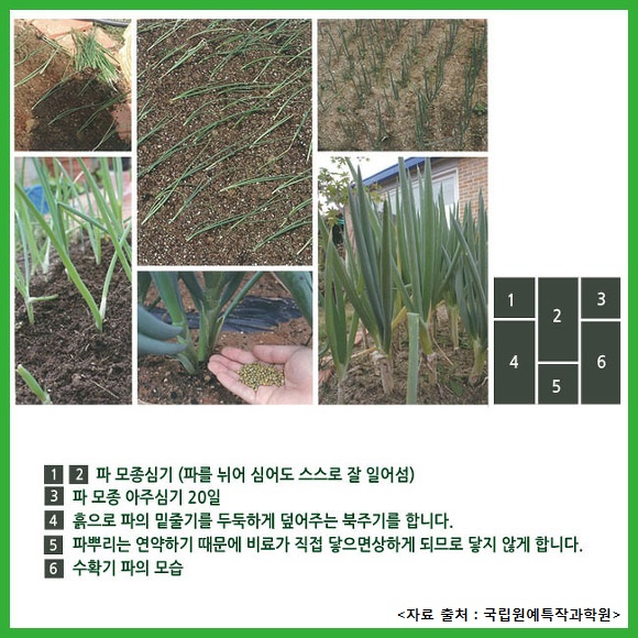 [카드뉴스] 파 재배법... 15-20℃ 전후 '서늘한 곳' 생육적온