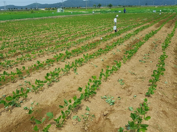 경기도농업기술원이배수가불량한논에서도콩을안정적으로재배할수있는기술을개발,보급한다.