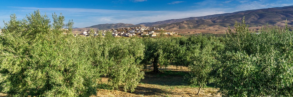 스페인안달루시아지방의올리브재배단지(사진출처=pixabay)