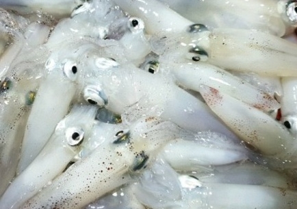호래기 회 뭘까?