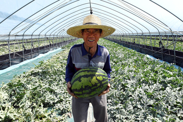 충남 부여에서 수박 농사를 짓는 '정용두농장' 농장주 정용두(70)씨는 홈플러스 신선농장을 통해 안정적인 납품처를 얻었다며 미소지었다. 사진=홈플러스