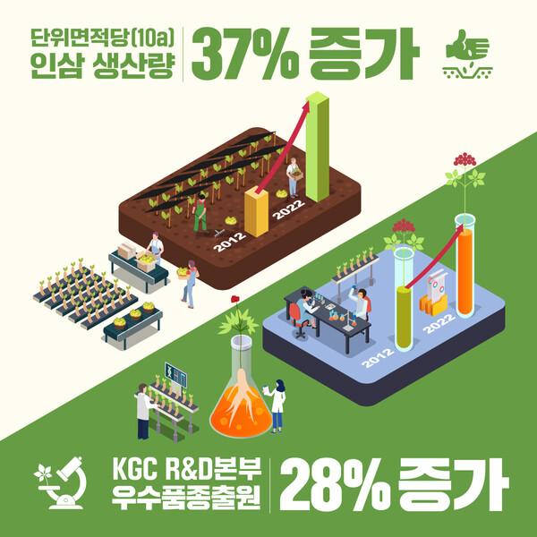 KGC인삼공사, 올해 단위 면적당 인삼 생산량 역대 최대
