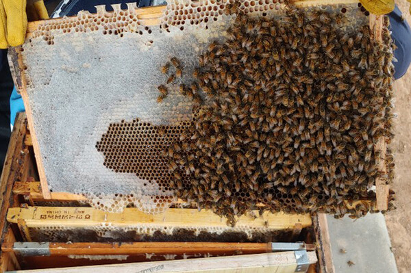 양봉업자가 꿀벌들의 상태를 살펴보고 있다. 사진=농촌진흥청