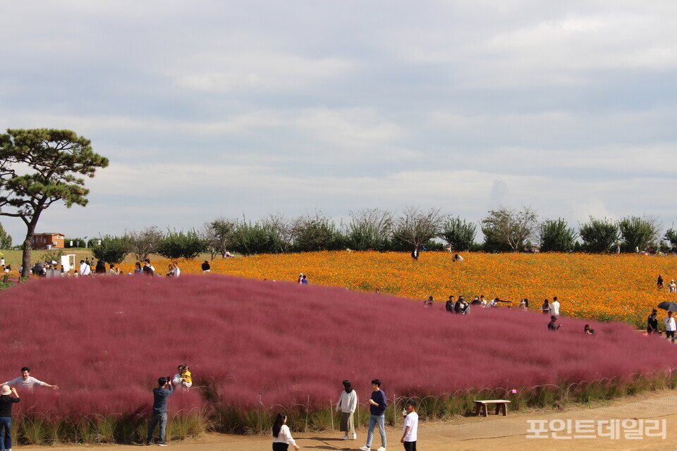 핑크뮬리와 황화코스모스 꽃밭을 찾은 관광객들의 모습. 사진=송형근 기자