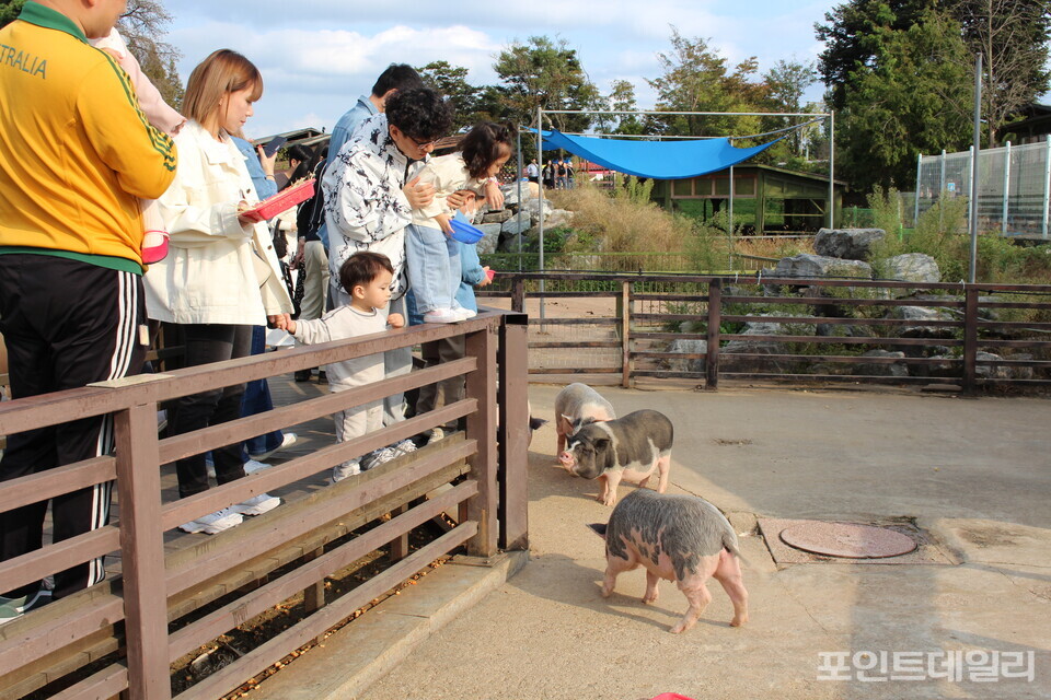 미니돼지에게 먹이를 주고 있는 관광객들의 모습. 사진=송형근 기자