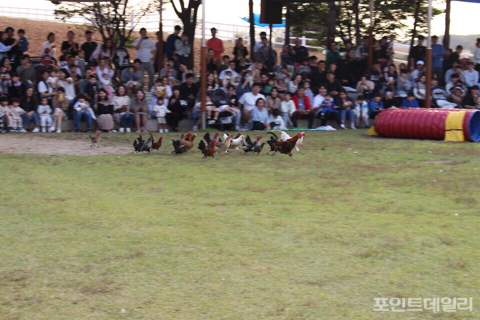 가축 놀이 한마당에서 닭들이 빠르게 이동하는 모습. 사진=송형근 기자