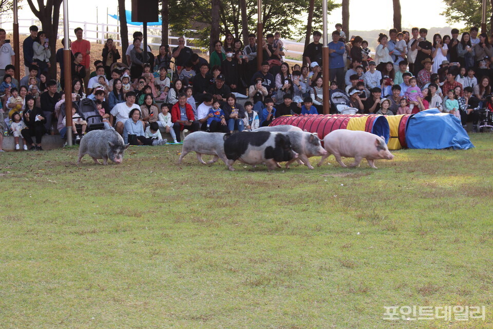 가축 놀이 한마당에서 미니 돼지가 줄지어 달리는 모습. 사진=송형근 기자