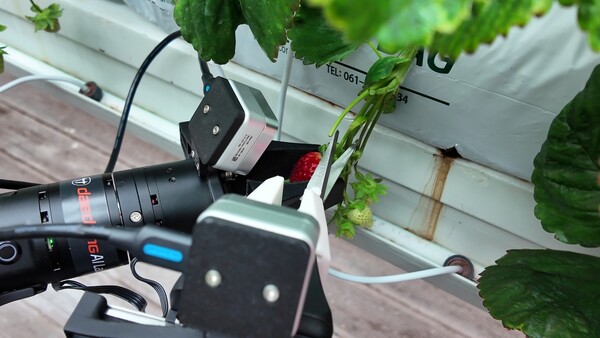 대동에이아이랩이 로봇팔을 이용해 딸기 농사를 짓고 있다. 사진=대동