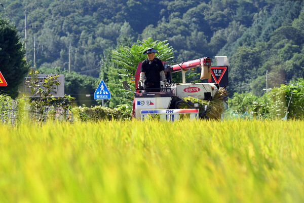 강원도 최전방 화천지역에서 가을걷이가 시작됐다. 사진=연합뉴스