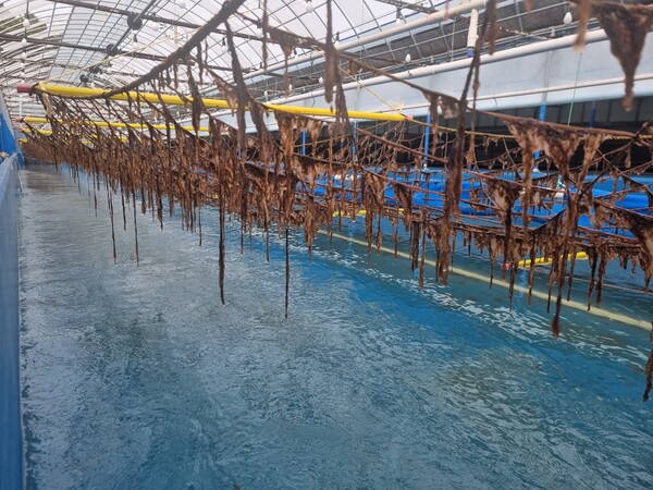 대상은 2017년 목포에 '해조류연구센터'를 세우고 김 산업의 혁신을 본격화했다. 마른김의 단백질부터 색깔까지 13가지 기준으로 9개 등급으로 나누는 '품질등급제'를 도입해, 반찬용·식재료용·스낵용으로 최적화된 김을 생산한다. 사진=대상