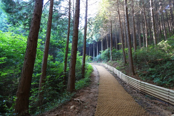 팔영산 편백 치유의숲. /사진=고흥군 제공
