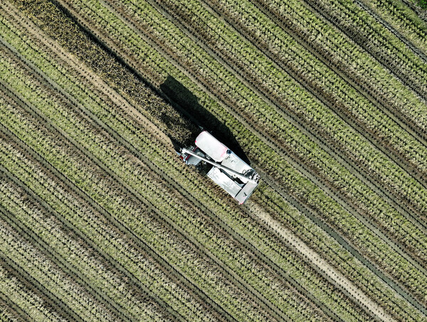 농협경제지주는 가축먹이용 볏짚이 본격적으로 생산됨에 따라 축산 농가를 위해 볏짚 수급과 가격 안정 대책을 추진한다고 밝혔다. 사진=연합뉴스
