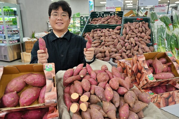 롯데마트는 최근 기온 하강으로 고구마 판매량이 전년 대비 약 20% 증가하자, 오는 13일부터 전북 김제산 국산 품종 ‘호풍미 고구마(1.5kg)’를 5990원에 판매한다. 사진=롯데마트