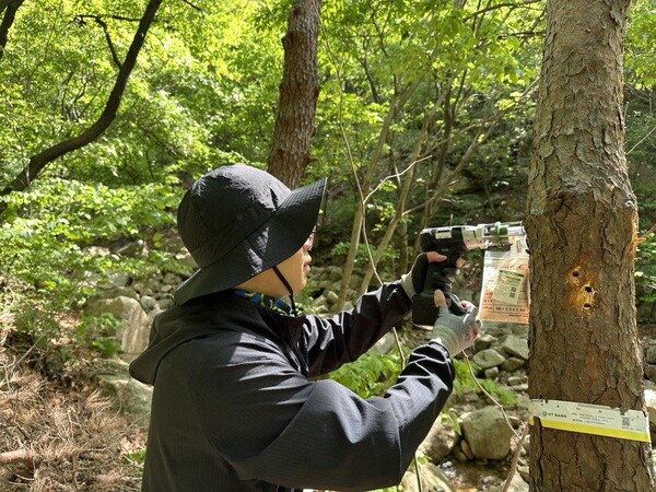 한국임업진흥원이 소나무재선충병이 신규로 발생한 수원시를 대상으로 관계기관과 합동 정밀 예찰을 실시했다고 밝혔다. 정밀예찰에 나선 관계기관 관계자가 감염의심목 시료채취를 하고 있다. 사진=한국임업진흥원