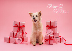 리카리카, 유기견에 사랑 전하는 '하트 투 하트' 기부 캠페인 - 뉴스 썸네일 이미지