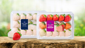 에스피아그리 스마트팜, 여름 딸기 첫 출하 - 뉴스 썸네일 이미지
