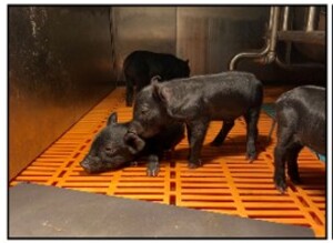 K-미니돼지 안구피부백색증(OCA1) 모델 개발 성공 - 뉴스 썸네일 이미지