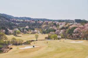 벚꽃과 함께 시작된 봄 골프 시즌...골프장 예약 활기 - 뉴스 썸네일 이미지